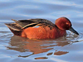 Cinnamon Teal